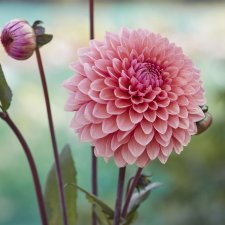 Dahlia Dekorativ Sweet Sanne 1st