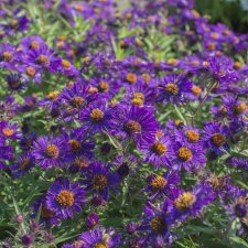 Symphyotrichum (Aster) novae-angliae Violetta