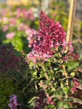 Syringa Bloomerang ® Ballet, Syrén