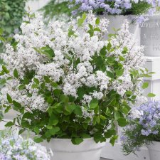 Syringa microphylla Flowerfesta ® White, Småbladig Syrén, 40-50 C3