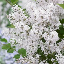 Syringa microphylla Flowerfesta ® White, Småbladig Syrén, 80 stam C5