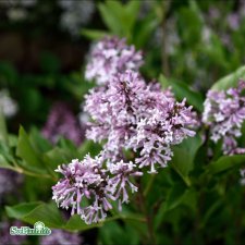 Syringa pubescens ssp. patula Miss Kim, Sammetssyrén, 100 stam C5