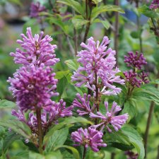 Syringa x prestoniae Minuet, Prestonsyrén, 40-50 C5