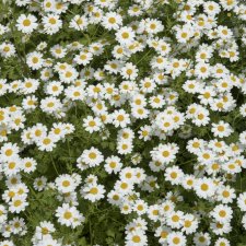 Tanacetum niveum Jackpot