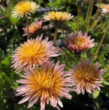 Taraxacum pseudoroseum, Rosa Maskros, C13cm