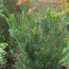 Taxus x media Groenland
