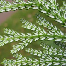 Thujopsis dolabrata, Hiba, 50-60 C7,5