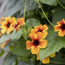 Thunbergia alata A-Peel Tangerine Slice®