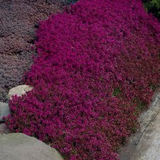 Thymus coccineus Purple Beauty, Backtimjan