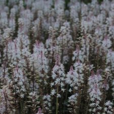 Tiarella hybr. Angel Wings ®, Spetsmössa