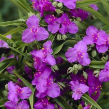 Tradescantia anders. Karminenspiegel, Tremastarblomma, SQ1