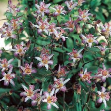 Tricyrtis hirta Tojen, Hårig Skugglilja, P9cm