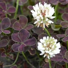 Trifolium repens Pentaphyllum, Klöver, P9cm