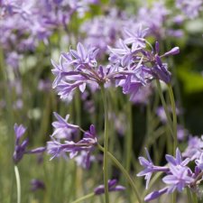 Tulbaghia violacea, Tulbaghia, P9cm