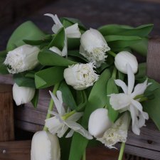 Tulpan & Narciss Mix White Garden 30st
