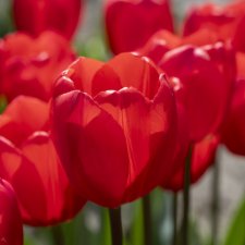 Tulpan Darwin Tulipa Cherry Delight 7st