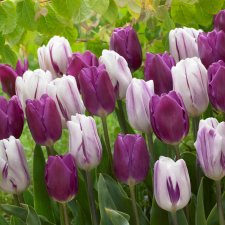 Tulpan Triumf Tulipa Atlantic Mix 10st