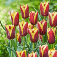 Tulpan Triumf Tulipa Gavota 10st