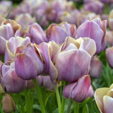 Tulipa gesneriana Blue Heaven
