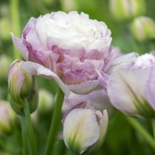 Tulipa gesneriana Double Surprise