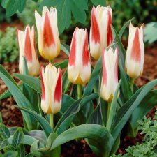 Tulpan Tulipa Kaufmania Johann Strauss 10st
