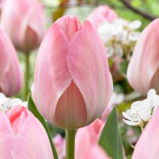 Tulpan Darwin Tulipa Mystic van Eijk 10st