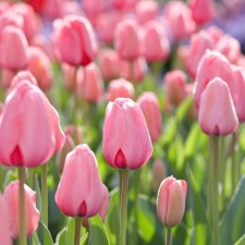 Tulpan Darwin Tulipa Pink Impression 10st