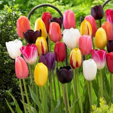 Tulpan Enkel Sen Tulipa Blandade Färger 10st