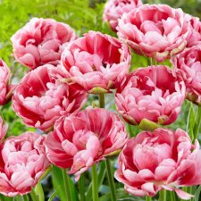 Tulpan Dubbel Sen Tulipa Wedding Gift 7st
