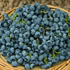 Vaccinium corymbosum Bluetta