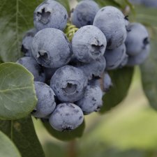 Vaccinium myrtillus, Blåbär