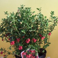 Vaccinium vitis idaea Runo Bielawskie