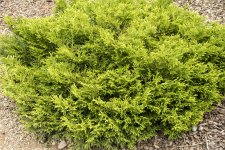 Thujopsis dolabrata Nana, Dvärghiba