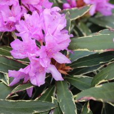 Rhododendron ponticum Variegatum, Rododendron, 40-50 C5