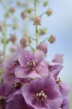 Verbascum hybr. Sugar Plum ®, Trädgårdskungsljus