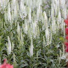 Veronica spicata Charlotte ®, Axveronika, P9cm