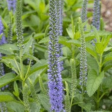 Veronica SeaSide ™