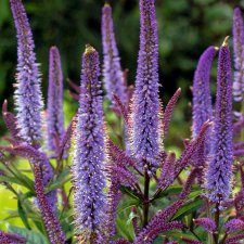 Veronicastrum virginicum Cupid, Kransveronika, P11cm