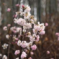 Viburnum x bodnantense Charles Lamont