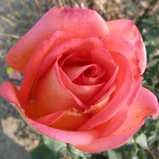 Rosa tehybrid Victor Borge ™