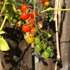 Tomat, Vinbärs-, Currant Red, Ekologisk