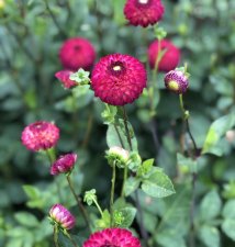 Dahlia Pompon Hapet Vino 1st