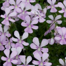 Viola x williamsii Victoria´s Blush, Bukettviol, P9cm