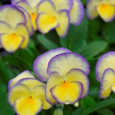 Viola x williamsii Etain, Bukettviol, P9cm