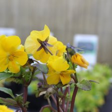 Bukettviol