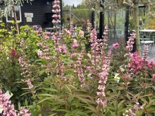 Vitex agnus-castus Galactic Pink ®, Kyskhetsträd
