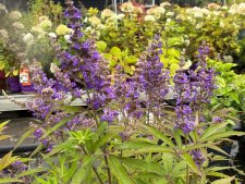 Vitex agnus Delta Blues, Kyskhetsträd