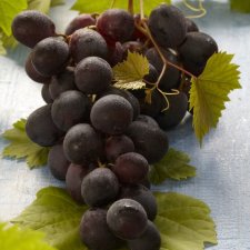 Vitis vinifera Glenora, Vindruva