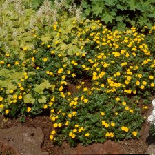 Waldsteinia geoides, Rosettwaldsteinia, P9cm