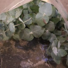Eucalyptus cinerea